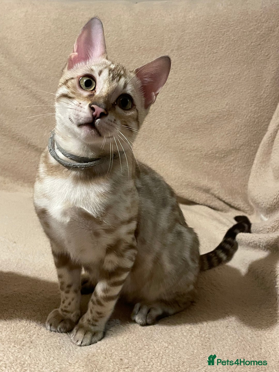 Bengal cats for sale:  Beautiful Bengal ready to reserve - Image 40