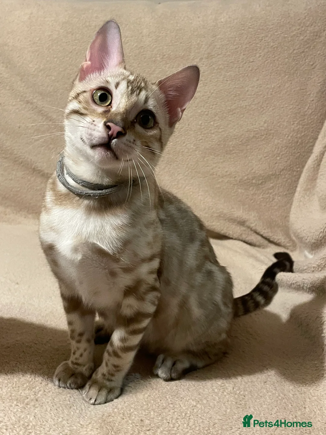 Bengal cats for sale:  Beautiful Bengals able to leave. - Advert 39