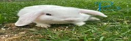 Mini Lop rabbits for sale: Mini Lop Rabbits For Sale  - Advert 23