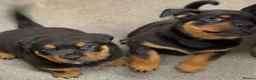 Rottweiler dogs for sale: Rottweiler pups looking for homes  - Advert 8