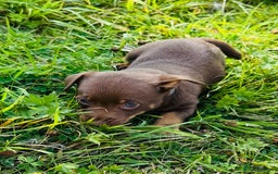 Lancashire Heeler dogs for sale: 6 Pedigree Lancashire Heeler Dogs for sale. - Image 21