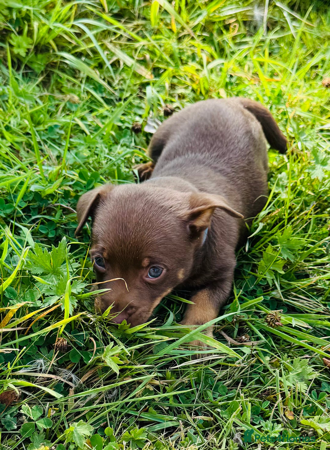 Lancashire Heeler dogs for sale: 6 Pedigree Lancashire Heeler Dogs for sale. - Image 21