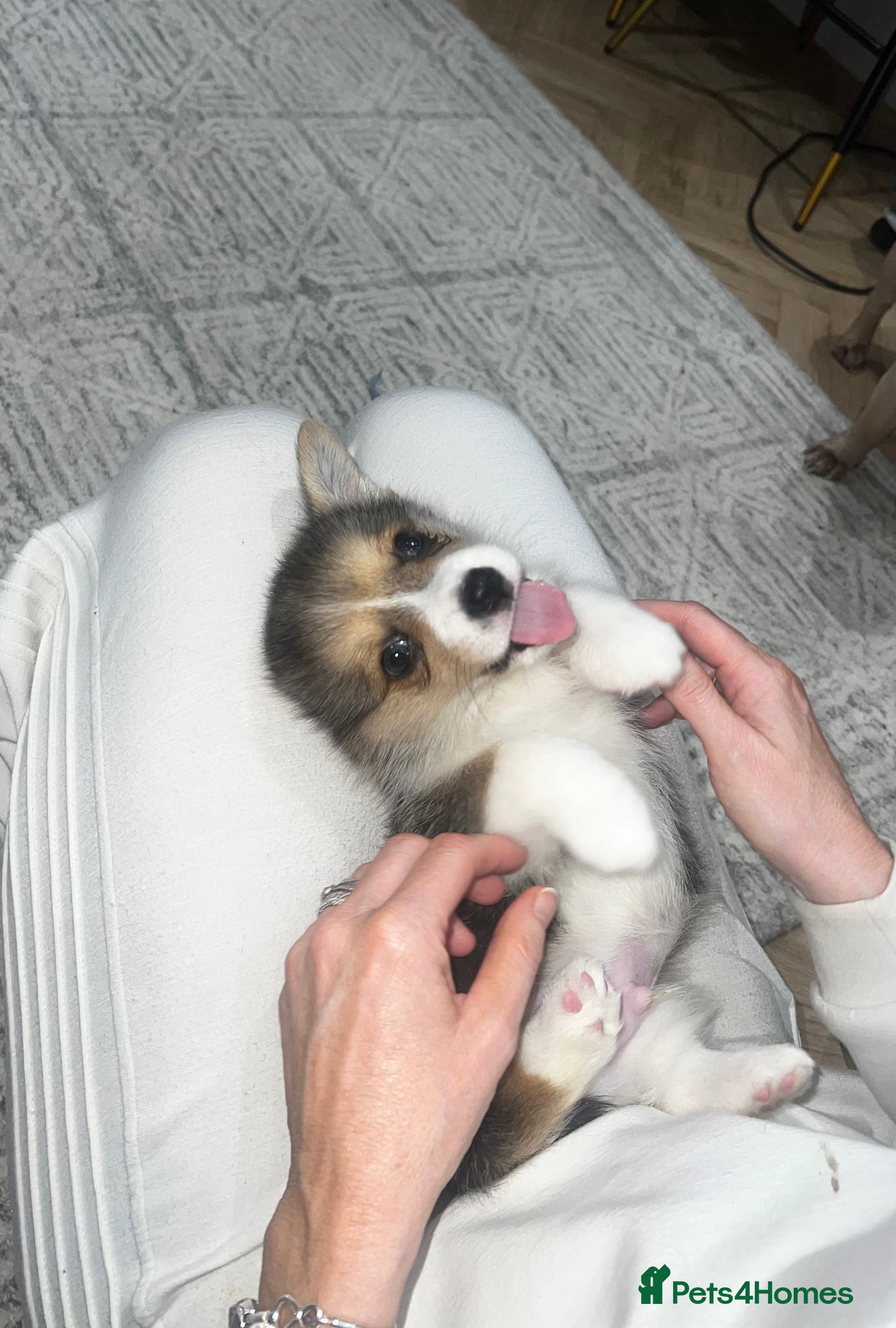 Welsh Corgi Pembroke dogs ⭐️Welsh Pembroke corgis🐶🐾 - Advert 7