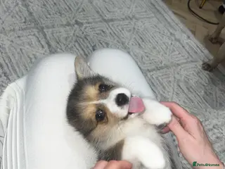 Welsh Corgi Pembroke dogs ⭐️Welsh Pembroke corgis🐶🐾 - Advert 7