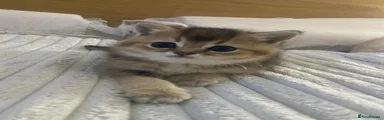 British Shorthair Kitten 2