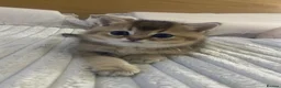 British Shorthair cats for sale: British Shorthair Golden & Silver Kittens  - Advert 22