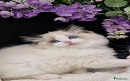 Ragdoll cats for sale: 🩷✨️Lovely Chunky EU kittens✨️🏆TICA Award cattery - Image 34