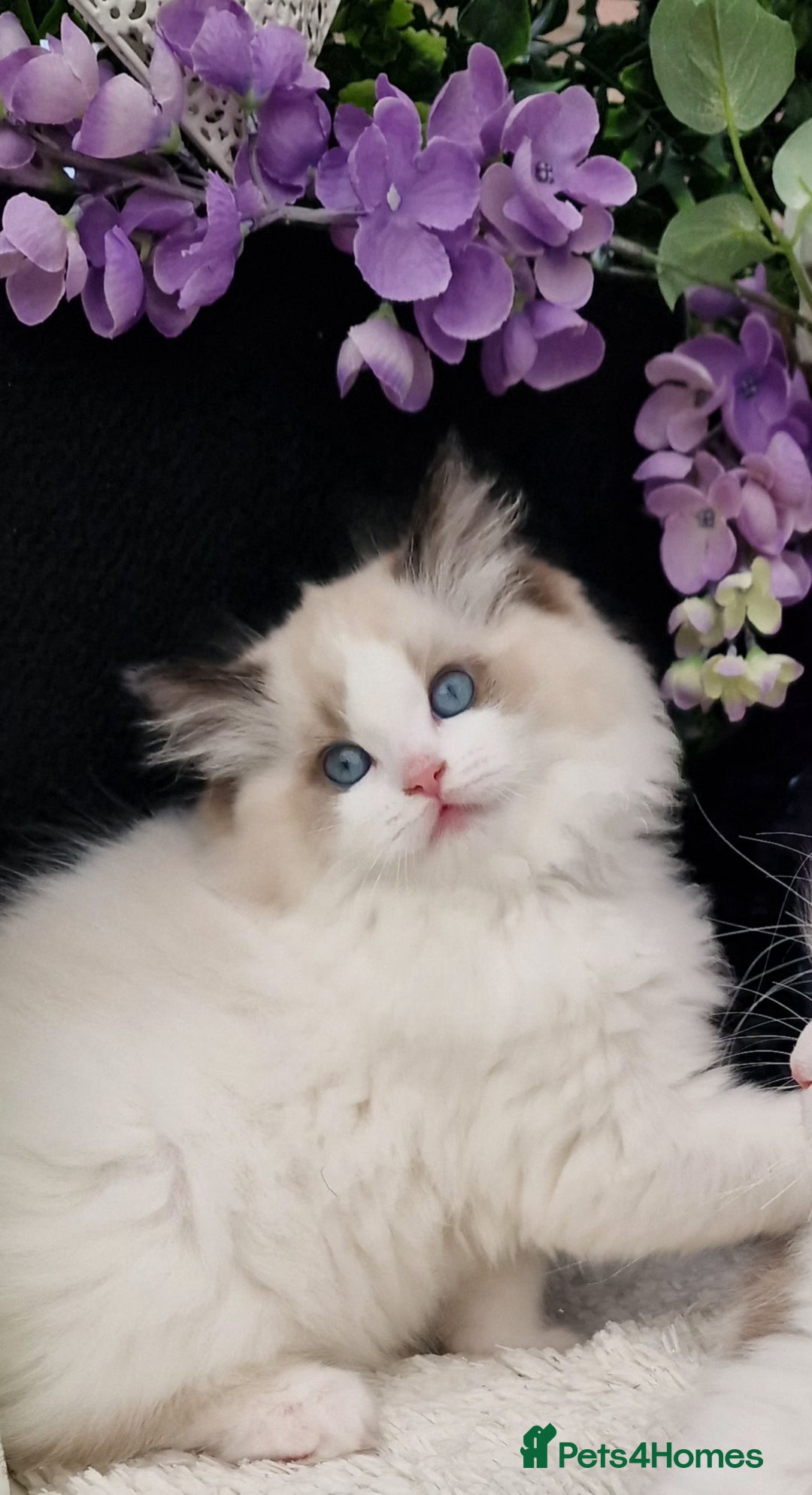 Ragdoll cats for sale: 🩷✨️Lovely Chunky EU kittens✨️🏆TICA Award cattery - Image 34