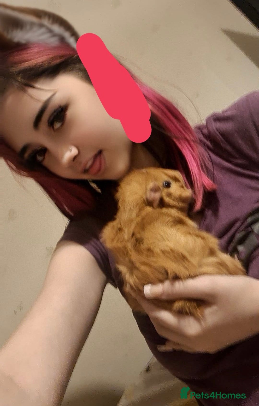 Guinea Pig rodents for sale: 2 young female Guinea pigs for sale  - Image 4