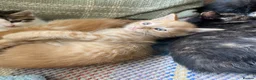 Mixed Breed cats for sale: Ready for New Adventures 🏠  - Advert 7
