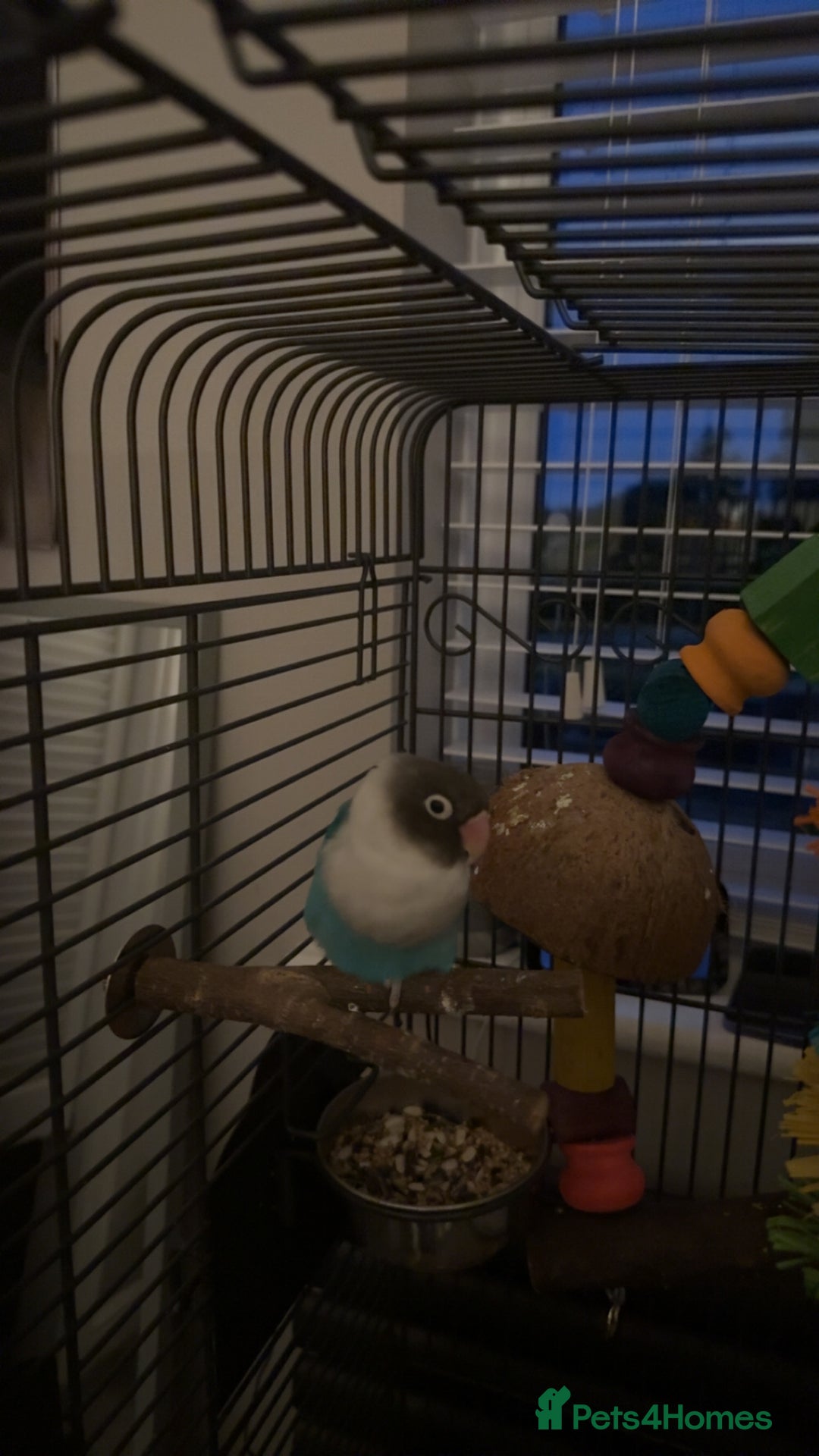 Lovebirds birds for sale: Two Love Birds for sale - Image 4