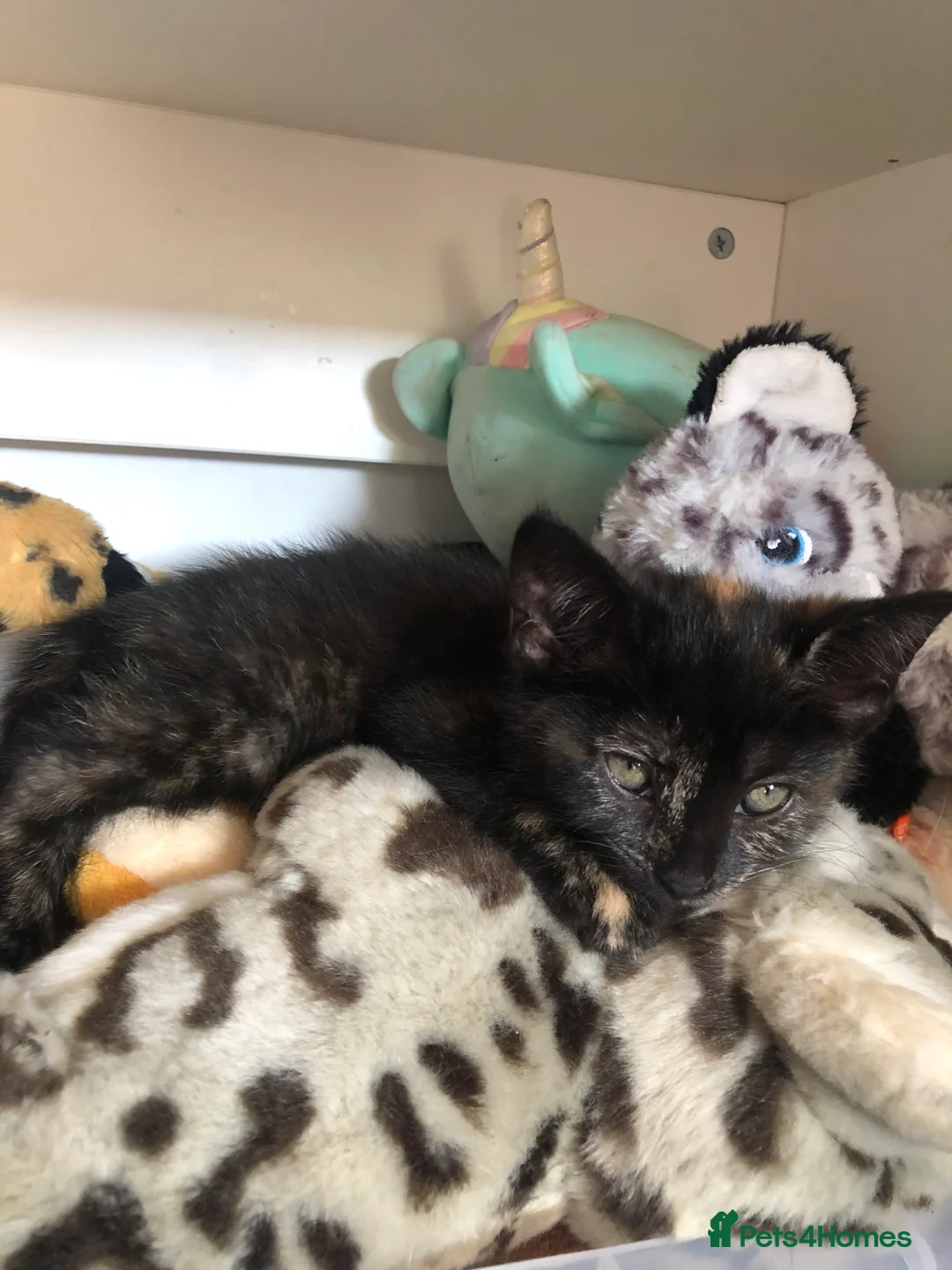Mixed Breed cats for sale: 2 Black Males, 2 Tortoiseshell Females For Sale - Advert 2