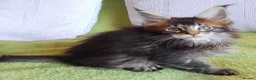 Maine Coon cats for sale: HCM/PKDef/SMA clear TICA silvers poly/non poly  - Advert 31