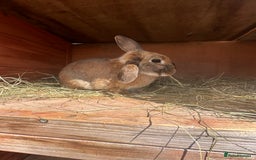 Californian rabbits for sale: 2 Female Californian Rabbits. - Image 4