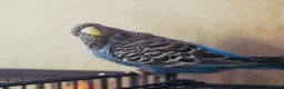Budgerigars birds for sale: Rare Blackface Split Hago Budgies Available - Advert 9