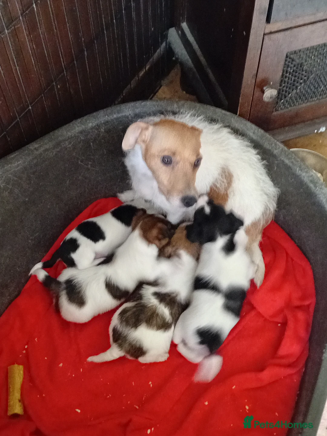 Jack Russell dogs for sale: Traditional short legged jack Russells - Advert 1