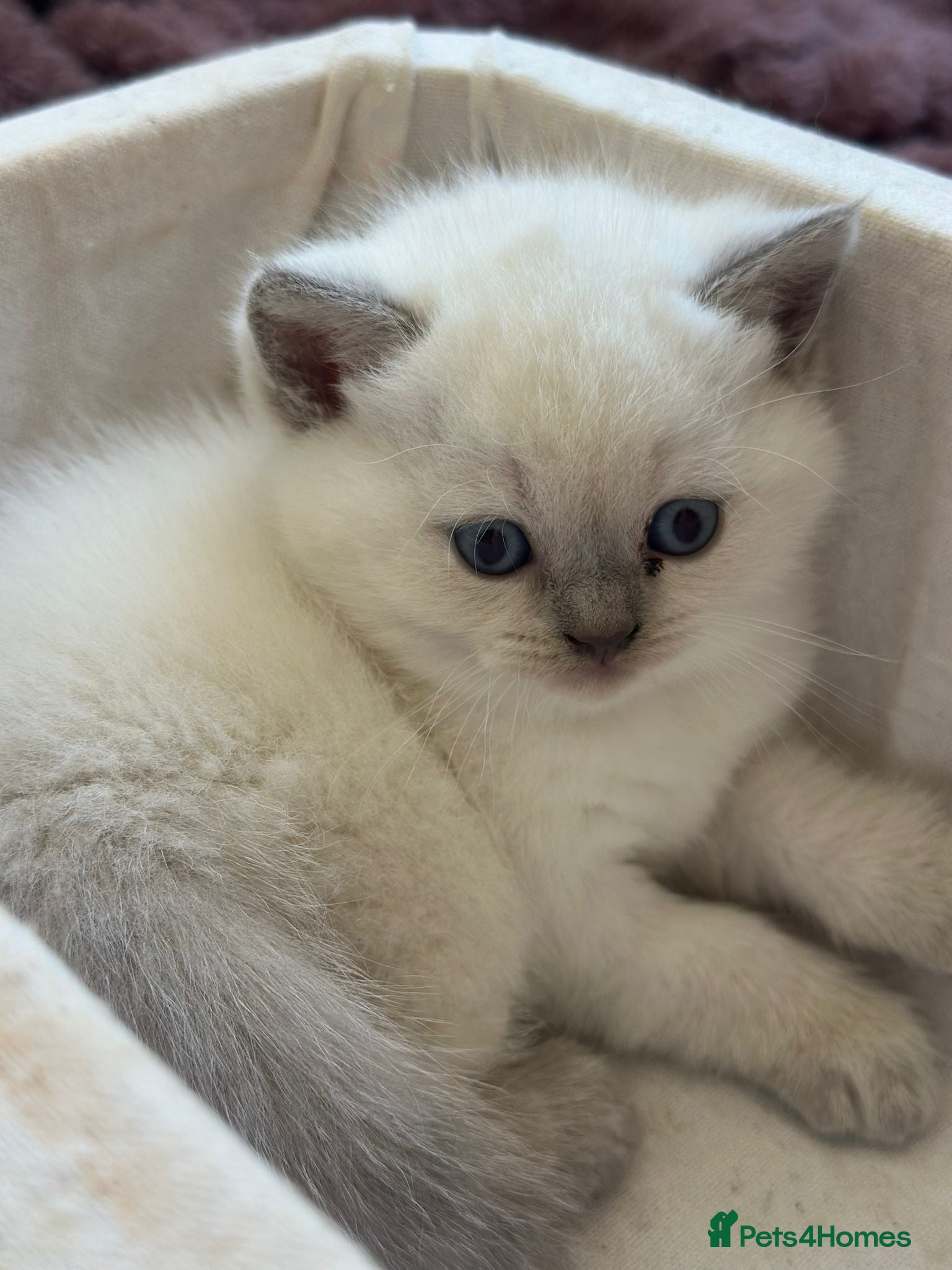 British Shorthair cats CHAMPION BLOODLINE PEDIGREE SHORTHAIR KITTENS - Advert 2
