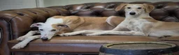 Lurcher dogs for adoption: TIA and CALLIE, bonded pair of female lurchers  - Advert 1