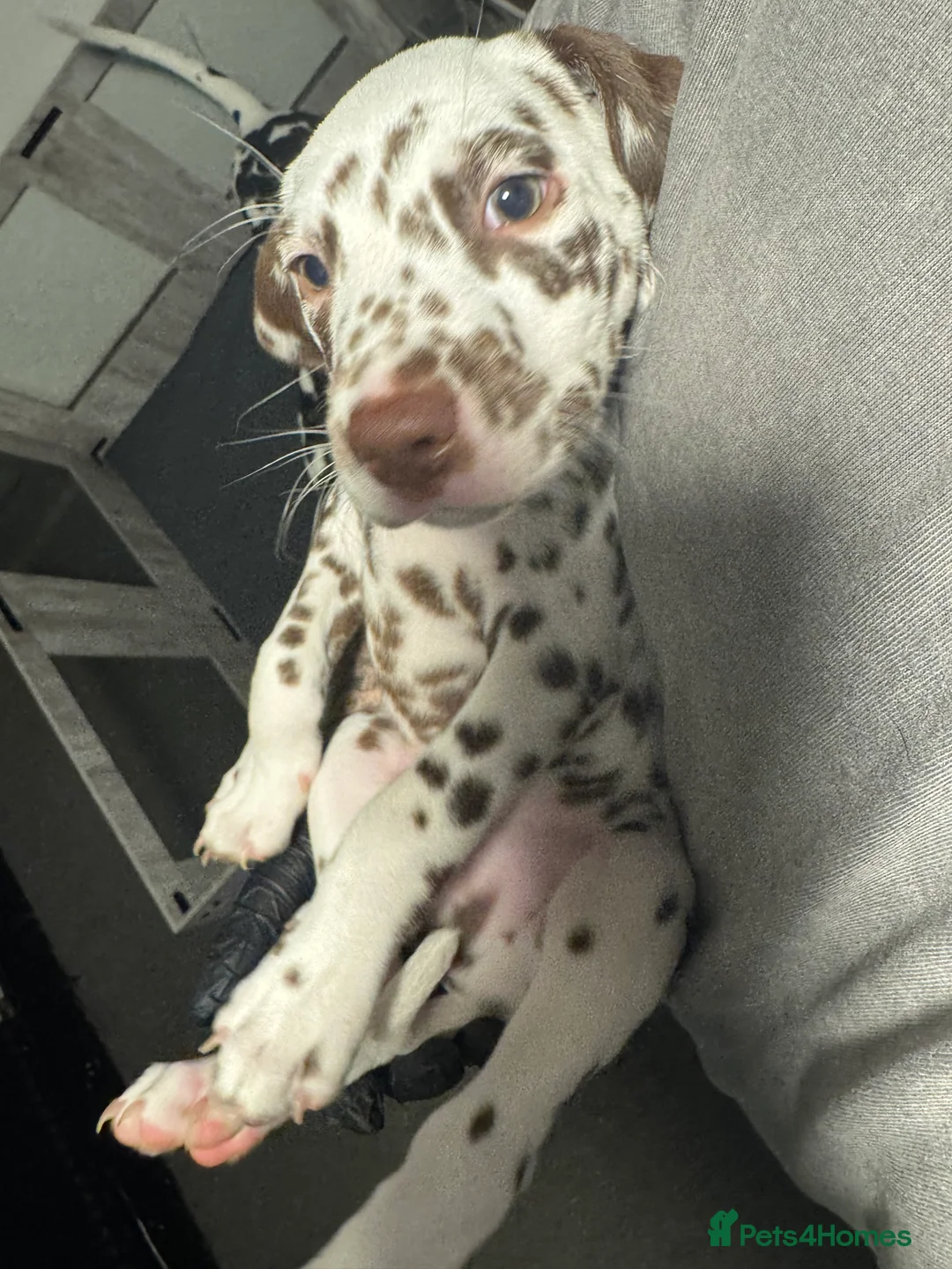Dalmatian dogs for sale: 1 Boy Left!!! (KC Registered dalmatian pups)!!) - Advert 28