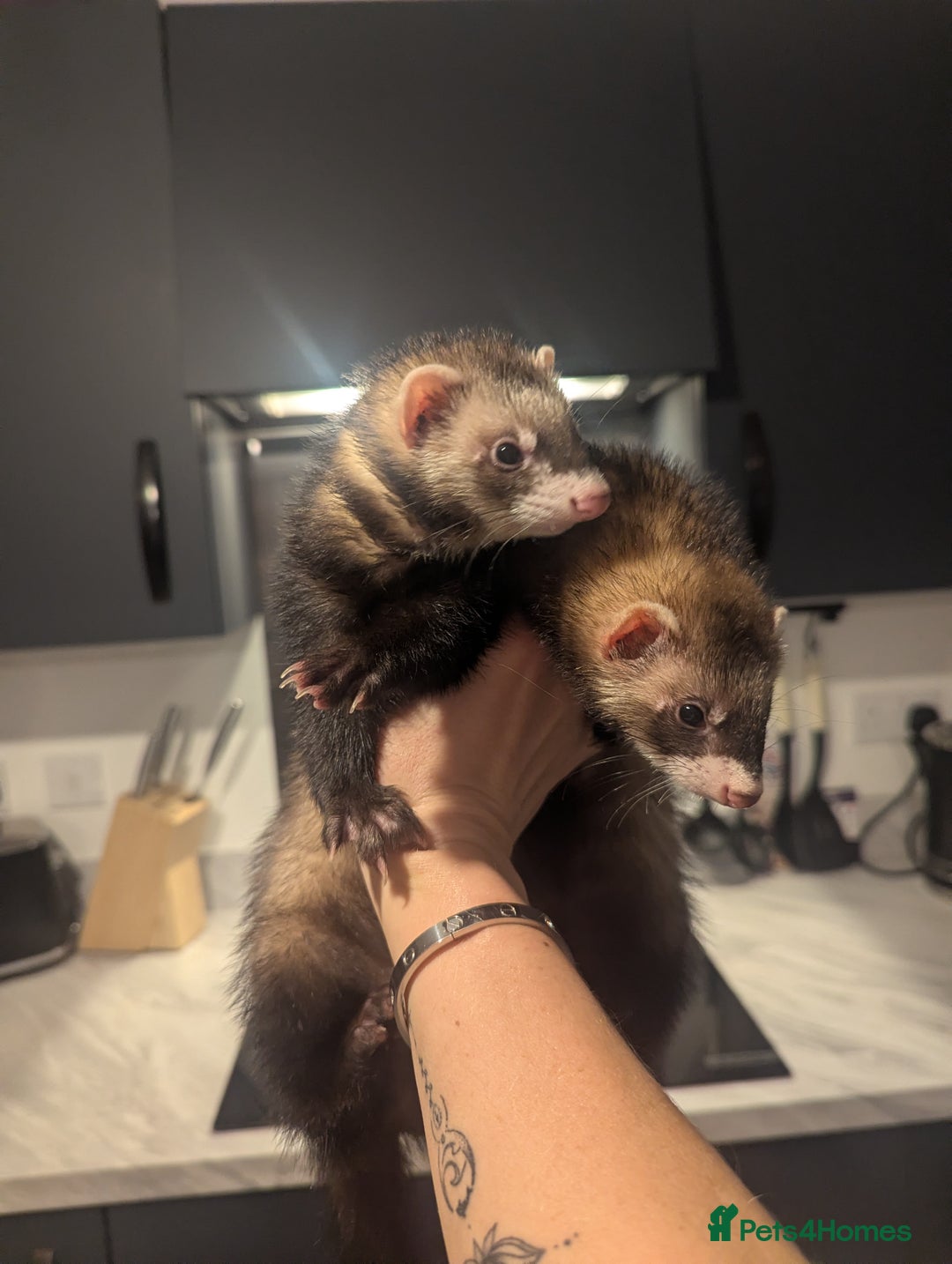 Ferret rodents for sale: Two female ferrets 6 months with hutch - Advert 1