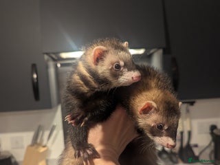 Ferret rodents Two female ferrets 6 months with hutch - Advert 1
