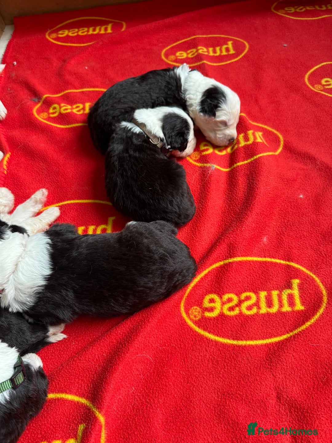 Old English Sheepdog dogs for sale: old english sheepdog puppies - Image 3