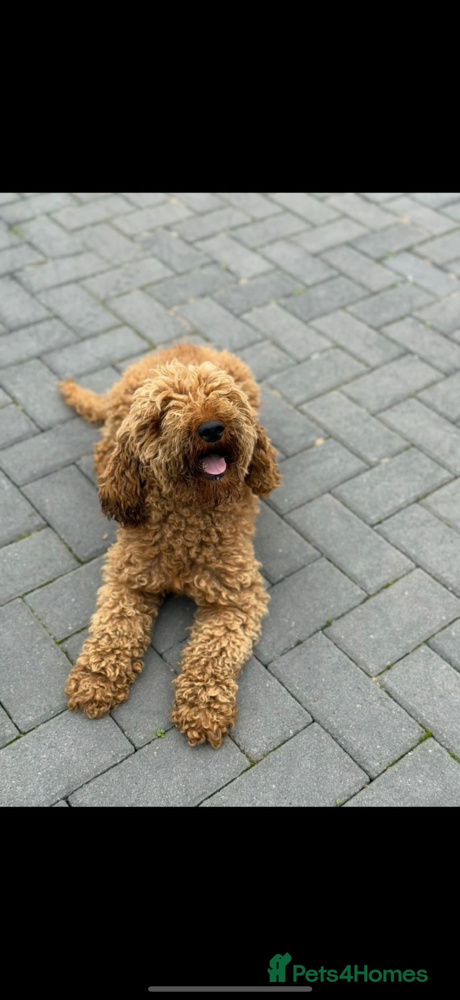 Cavapoo dogs 🐾 Beautiful red  Cavapoos 🐾 - Advert 4