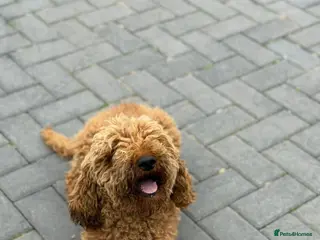 Cavapoo dogs 🐾 Beautiful red Cavapoos 🐾 - Advert 4