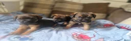 Border Terrier dogs for sale: Handsome border terriers  - Advert 8