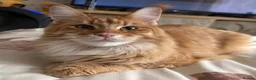 Maine Coon cats for sale: Active registered adult Mainecoon female  - Advert 5
