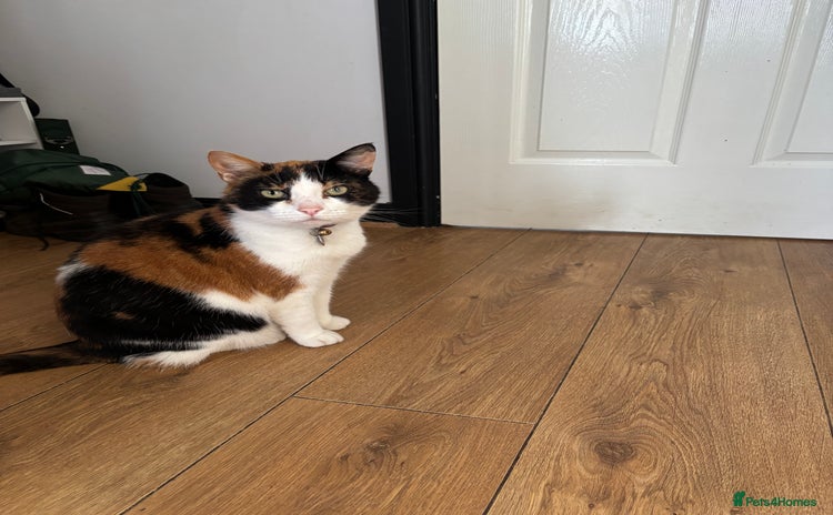 British Shorthair cats Tortoise shell female cat - Advert 4