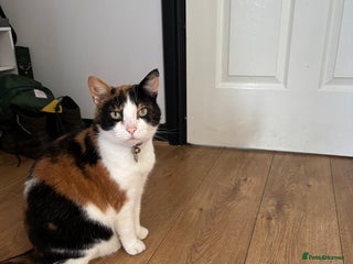 British Shorthair cats Tortoise shell female cat - Advert 18