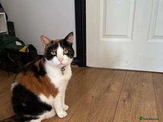 British Shorthair cats for sale: Tortoise shell female cat - Advert 1