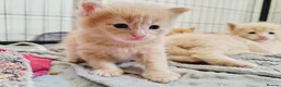 Maine Coon cats for sale: Dna health tested XXL Maine coon kittens  - Advert 4
