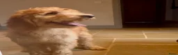 Goldendoodle dogs for sale: Irishdoodle Girls Need Their New homes  - Advert 10