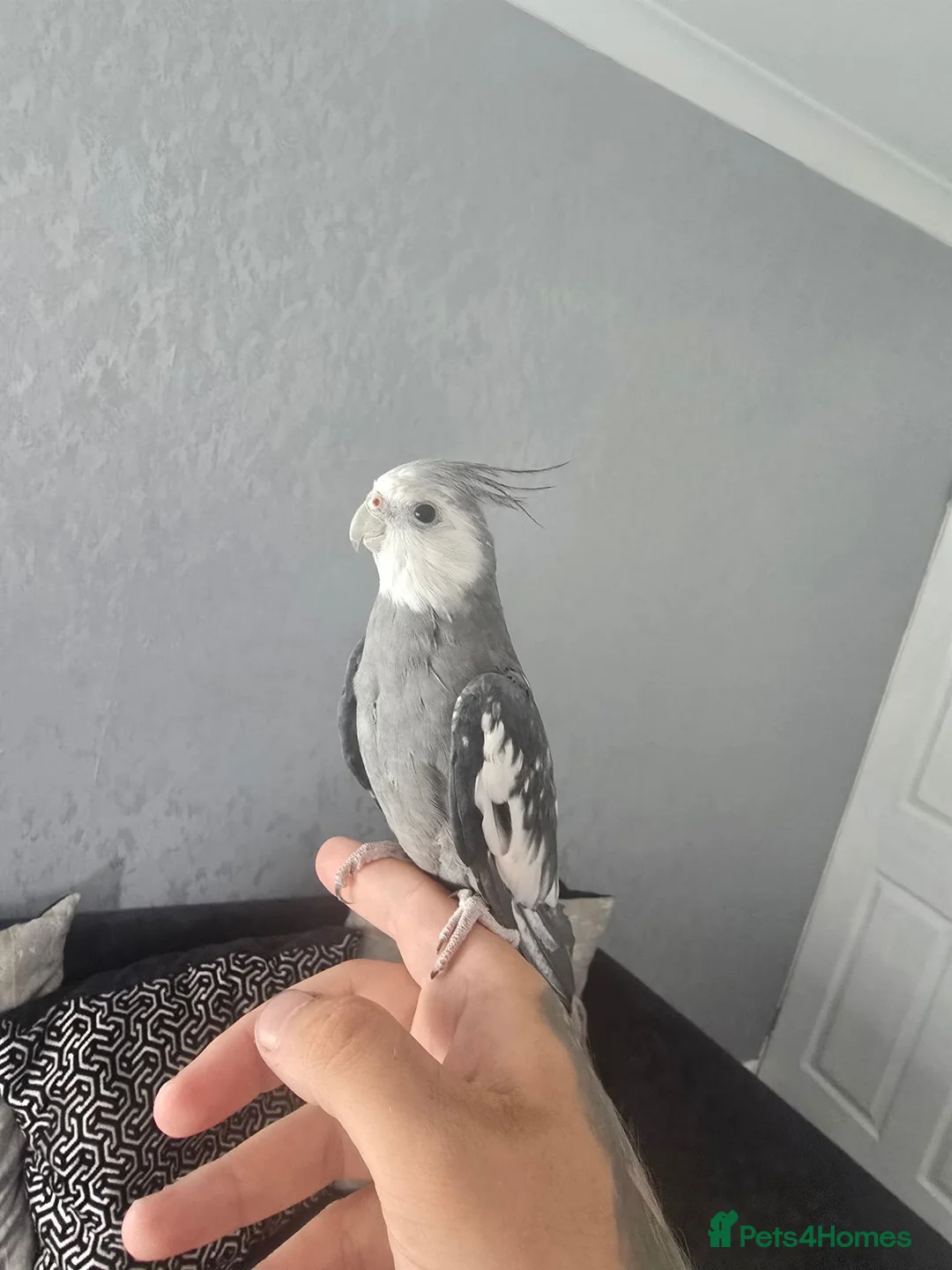 Cockatiels birds for sale: Tame male cockatiel  - Advert 2