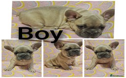 French Bulldog dogs for sale: french bulldog puppies  - Image 1