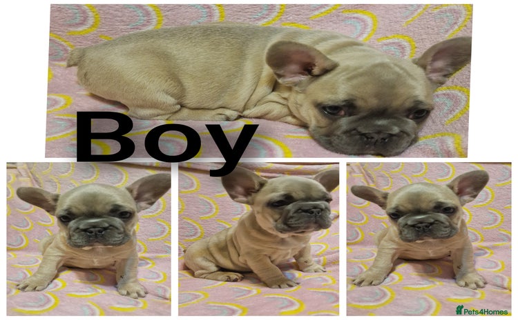 French Bulldog dogs - Advert 4
