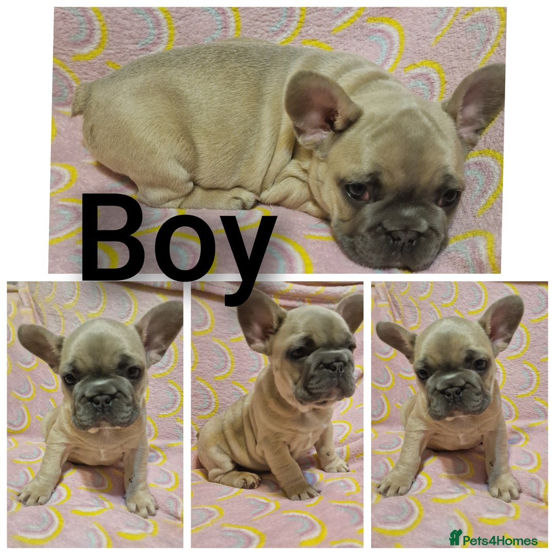 French Bulldog dogs for sale: french bulldog puppies  - Image 1