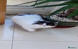 Persian cats for sale: Persian girls for sale  - Image 4