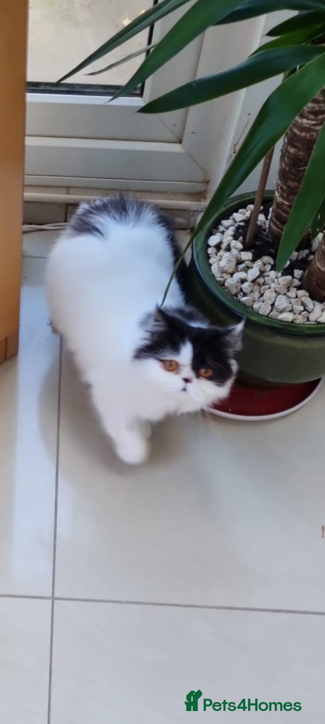 Persian cats for sale: Persian girls for sale  - Image 4