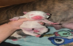 Mixed Breed dogs for sale: Pocket bullies x blue staff - Image 4