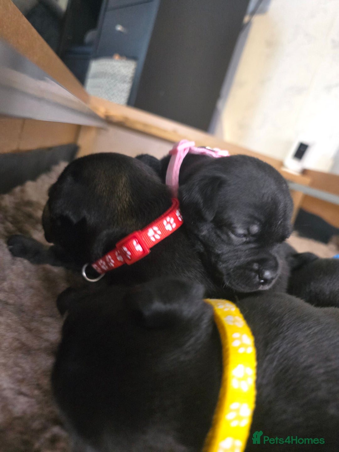Staffordshire Bull Terrier dogs for sale: Kc registered Staffordshire bullterrier  - Advert 13