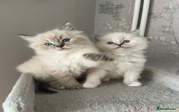 Ragdoll cats for stud: Gccf Loki large ragdoll stud blue mitted   in Wakefield - Image 7