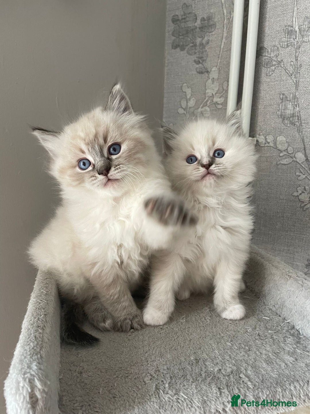 Ragdoll cats for stud: Gccf Loki large ragdoll stud blue mitted   in Wakefield - Image 7