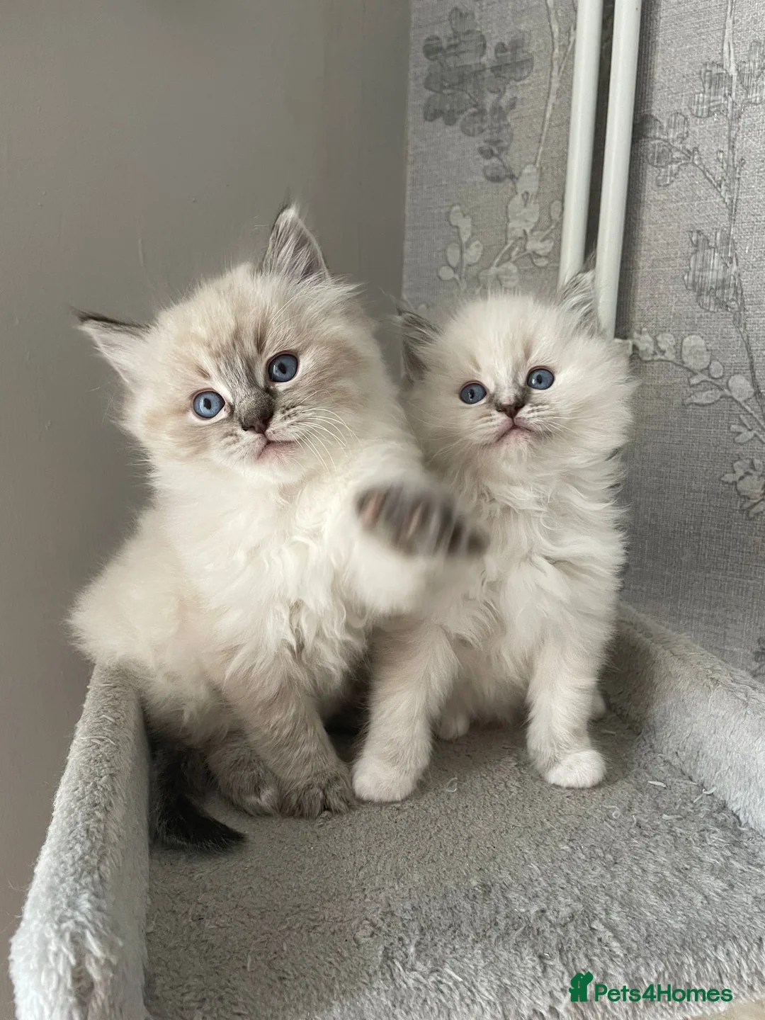 Ragdoll cats for stud: Gccf Loki large ragdoll stud blue mitted   in Wakefield - Advert 7