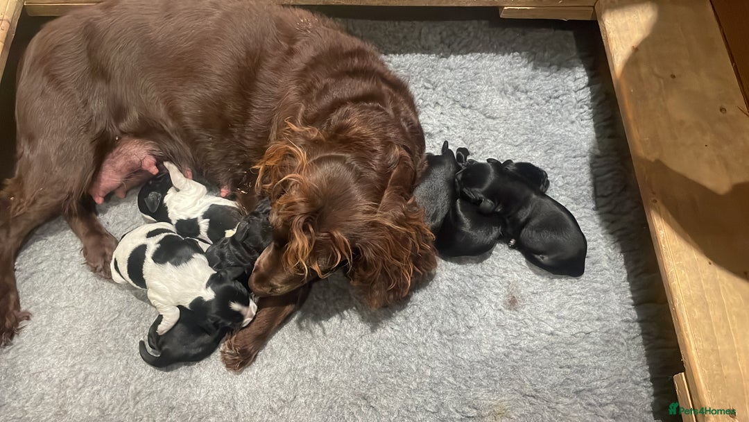 Cocker Spaniel dogs for sale: 2 working cocker puppies  - Advert 26