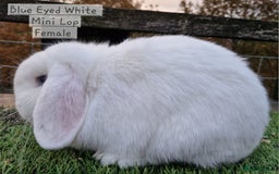 Mini Lop rabbits for sale: Various Mini lops available  - Advert 7
