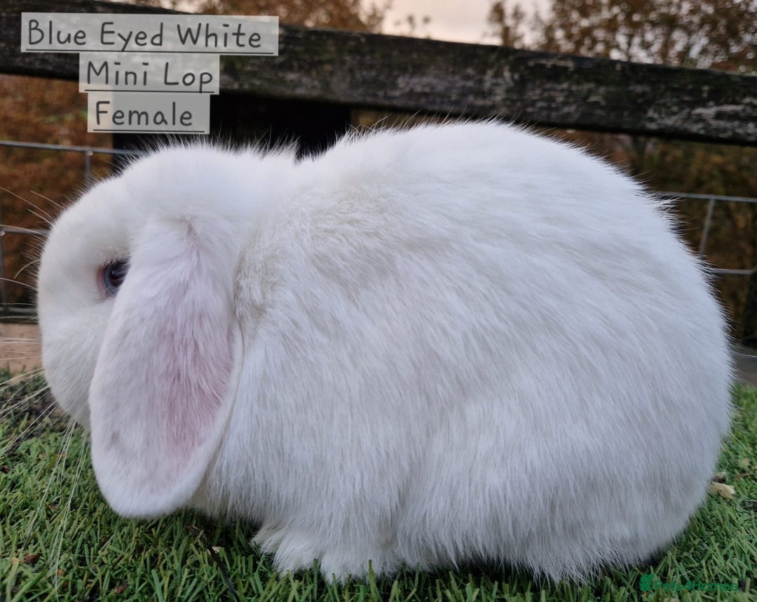 Mini Lop rabbits for sale: Various Mini lops available  - Advert 7