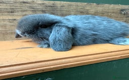 Mini Lop rabbits for sale: MINI LOP BUNNIES PEDIGREE  - Image 36